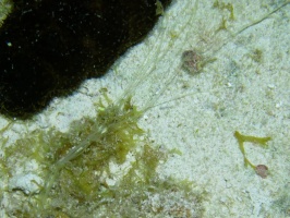 149 Spaghetti Worm IMG 6137